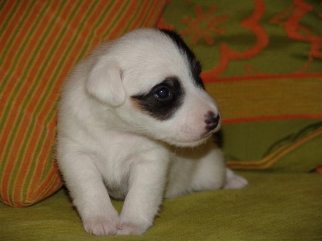 dsc01778__medium_.jpg