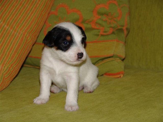 dsc01786__medium_.jpg