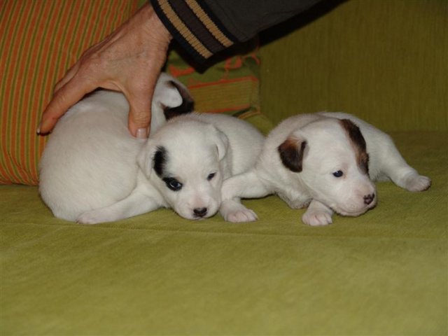 dsc01787__medium_.jpg