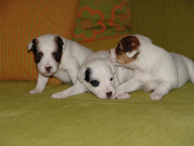 dsc01788__medium_.jpg