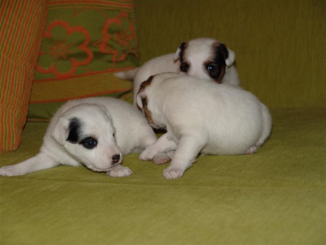 dsc01789__medium_.jpg