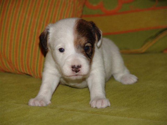 dsc01797__medium_.jpg