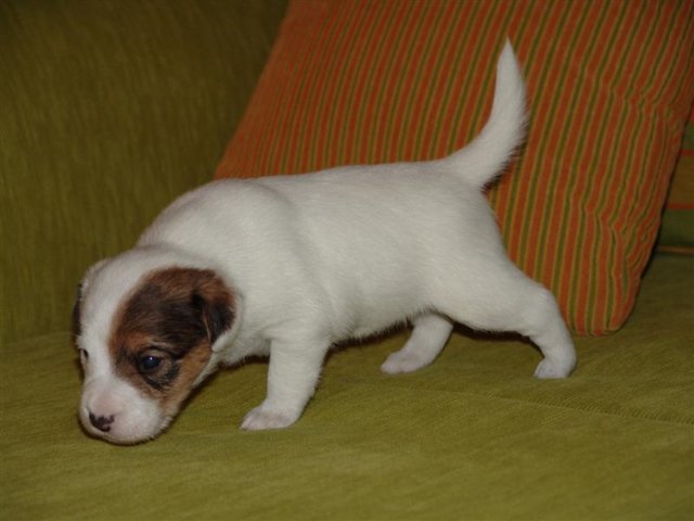 dsc01798__medium_.jpg