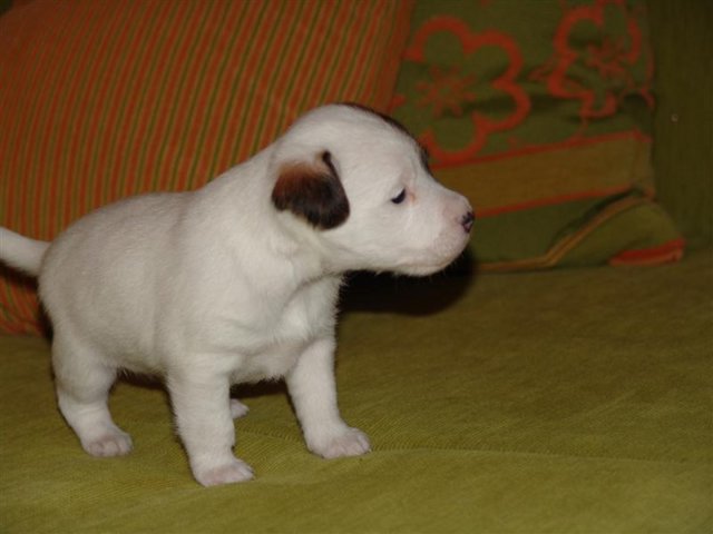 dsc01803__medium_.jpg
