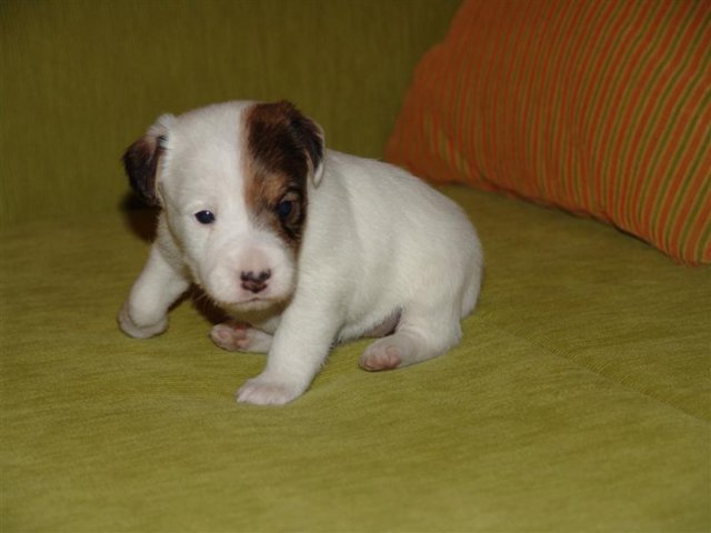 dsc01812__medium_.jpg