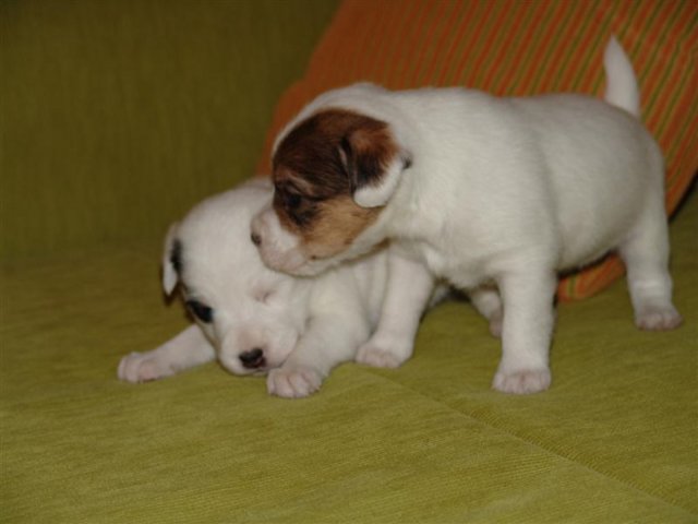 dsc01813__medium_.jpg