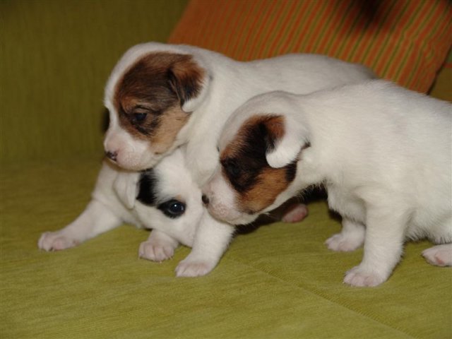 dsc01814__medium_.jpg