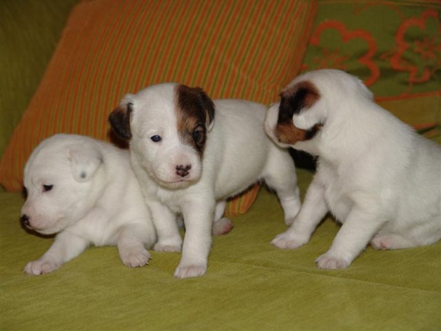 dsc01815__medium_.jpg