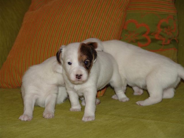 dsc01816__medium_.jpg