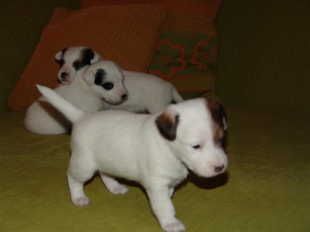dsc01817__medium_.jpg