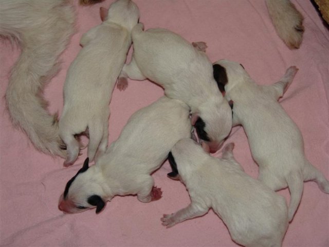 dsc01700__medium_.jpg