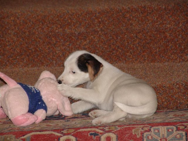 dsc01577__medium_.jpg