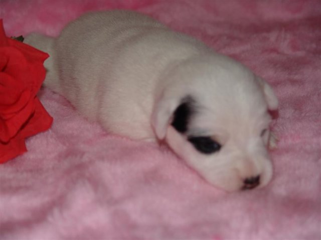 dsc01762__medium_.jpg