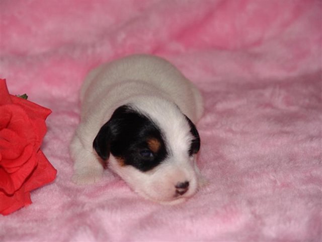 dsc01764__medium_.jpg