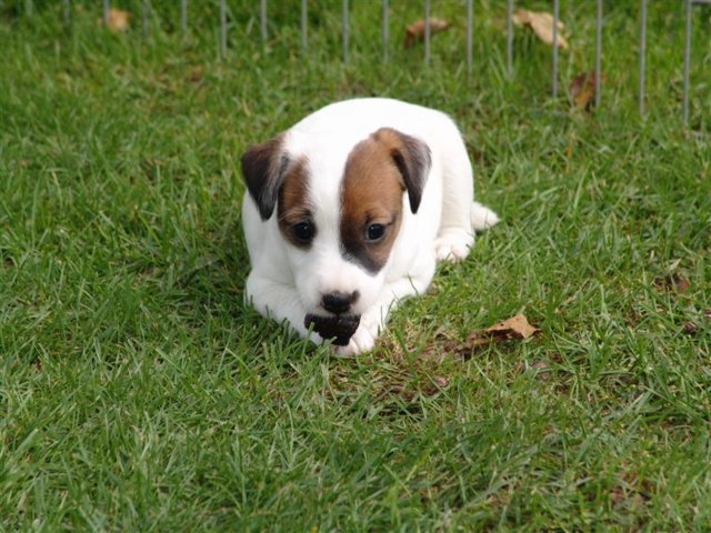 dsc01975__medium_.jpg
