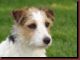 dsc01299__large_.jpg